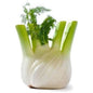 FRISCO FRESH Koper włoski fennel 1 szt.